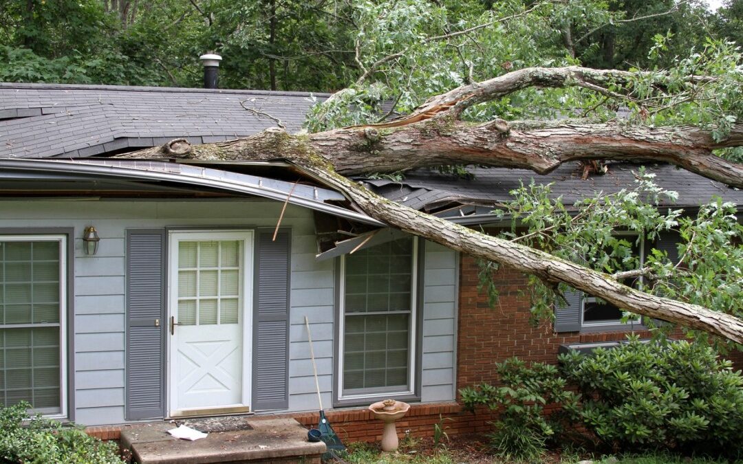 What to Do When a Tree Falls on Your Roof in Atlanta